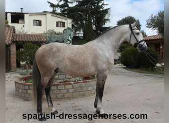 Lusitano, Hengst, 6 Jaar, 162 cm, Schimmel