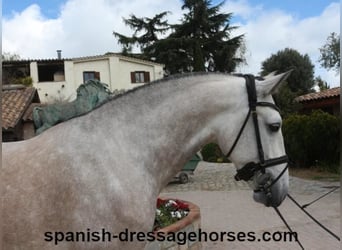 Lusitano, Hengst, 6 Jaar, 162 cm, Schimmel