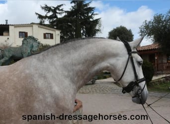 Lusitano, Hengst, 6 Jaar, 162 cm, Schimmel