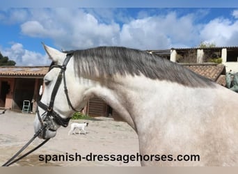 Lusitano, Hengst, 6 Jaar, 162 cm, Schimmel