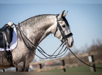 Lusitano, Hengst, 6 Jaar, 162 cm, Schimmel