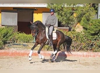 Lusitano, Hengst, 6 Jaar, 163 cm, Donkerbruin