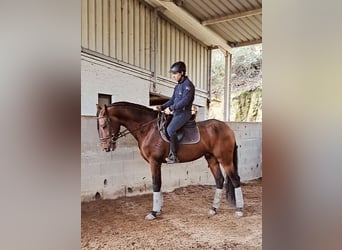 Lusitano, Hengst, 6 Jaar, 163 cm, Zwartbruin