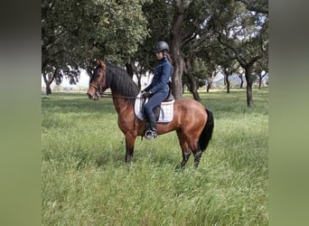 Lusitano, Hengst, 6 Jaar, 163 cm, Zwartbruin