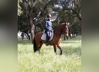 Lusitano, Hengst, 6 Jaar, 163 cm, Zwartbruin