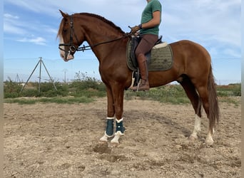 Lusitano, Hengst, 6 Jaar, 164 cm, Vos