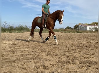 Lusitano, Hengst, 6 Jaar, 164 cm, Vos