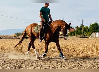 Lusitano, Hengst, 6 Jaar, 164 cm, Vos