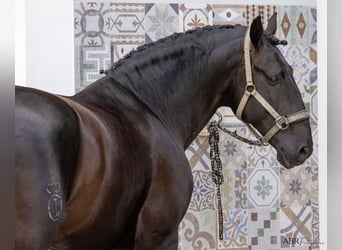 Lusitano, Hengst, 6 Jaar, 164 cm, Zwart