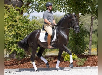 Lusitano, Hengst, 6 Jaar, 164 cm, Zwart