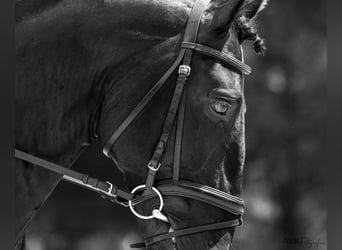 Lusitano, Hengst, 6 Jaar, 164 cm, Zwart