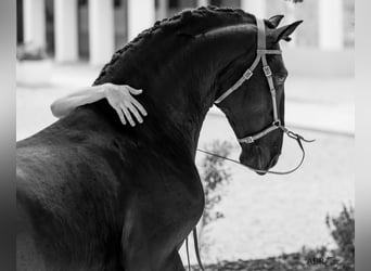 Lusitano, Hengst, 6 Jaar, 164 cm, Zwart