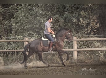 Lusitano, Hengst, 6 Jaar, 166 cm, Zwart