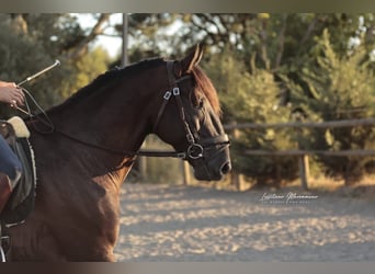 Lusitano, Hengst, 6 Jaar, 166 cm, Zwart