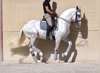 Lusitano, Hengst, 6 Jaar, 168 cm, Schimmel