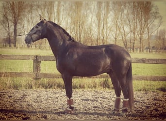 Lusitano, Hengst, 6 Jaar, 171 cm, Schimmel