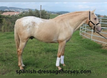 Lusitano Mix, Hengst, 7 Jaar, 158 cm, Palomino