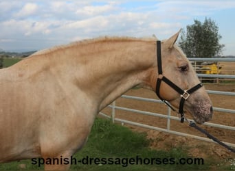 Lusitano Mix, Hengst, 7 Jaar, 158 cm, Palomino