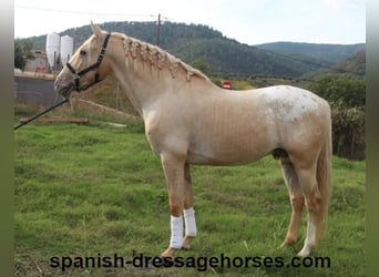 Lusitano Mix, Hengst, 7 Jaar, 158 cm, Palomino