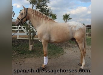 Lusitano Mix, Hengst, 7 Jaar, 158 cm, Palomino