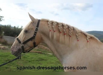 Lusitano Mix, Hengst, 7 Jaar, 158 cm, Palomino