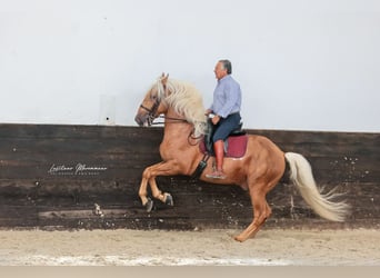 Lusitano Mix, Hengst, 7 Jaar, 160 cm, Palomino