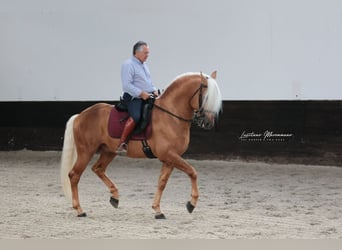 Lusitano Mix, Hengst, 7 Jaar, 160 cm, Palomino