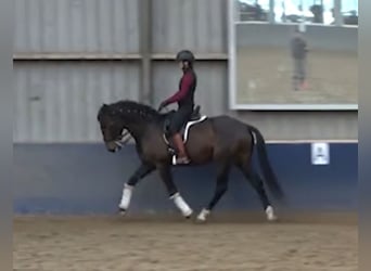 Lusitano, Hengst, 7 Jaar, 163 cm, Donkerbruin