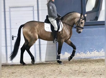 Lusitano Mix, Hengst, 7 Jaar, 163 cm, Falbe