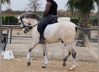 Lusitano, Hengst, 7 Jaar, 163 cm, Schimmel