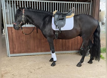 Lusitano, Hengst, 7 Jaar, 163 cm, Zwart