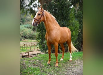 Lusitano, Hengst, 7 Jaar, 164 cm, Palomino