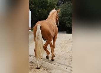 Lusitano, Hengst, 7 Jaar, 164 cm, Palomino