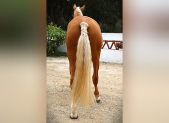 Lusitano, Hengst, 7 Jaar, 164 cm, Palomino