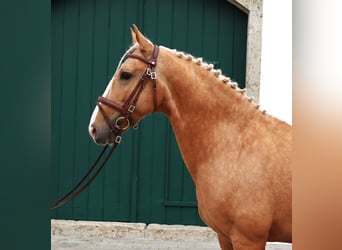 Lusitano, Hengst, 7 Jaar, 164 cm, Palomino