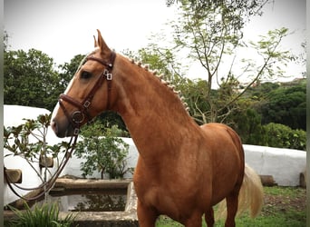 Lusitano, Hengst, 7 Jaar, 164 cm, Palomino