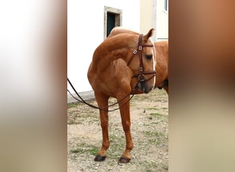 Lusitano, Hengst, 7 Jaar, 164 cm, Palomino