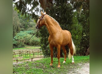 Lusitano, Hengst, 7 Jaar, 164 cm, Palomino