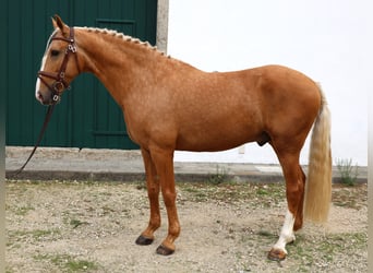 Lusitano, Hengst, 7 Jaar, 164 cm, Palomino