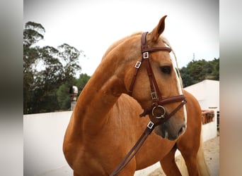 Lusitano, Hengst, 7 Jaar, 164 cm, Palomino