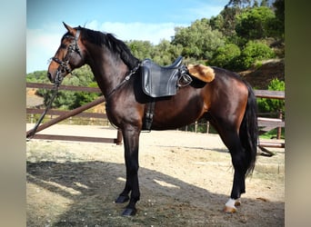 Lusitano, Hengst, 7 Jaar, 165 cm, Donkerbruin