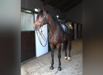 Lusitano, Hengst, 7 Jaar, 165 cm, Donkerbruin