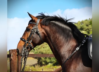 Lusitano, Hengst, 7 Jaar, 165 cm, Donkerbruin