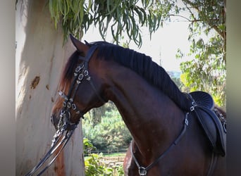 Lusitano, Hengst, 7 Jaar, 165 cm, Donkerbruin