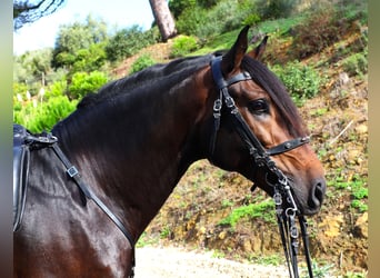 Lusitano, Hengst, 7 Jaar, 165 cm, Donkerbruin