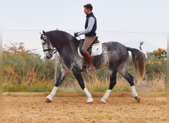 Lusitano, Hengst, 7 Jaar, 166 cm, Schimmel