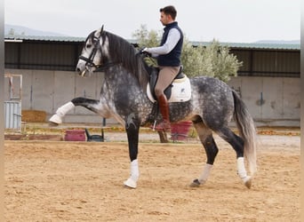 Lusitano, Hengst, 7 Jaar, 166 cm, Schimmel