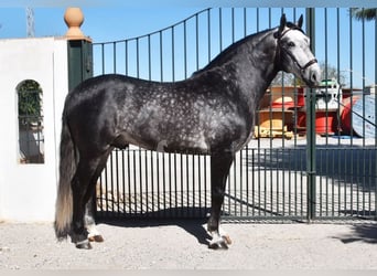 Lusitano, Hengst, 7 Jaar, 166 cm, Schimmel