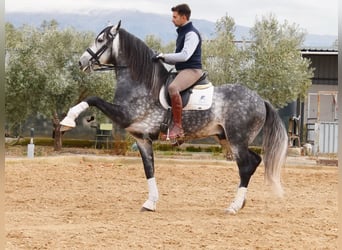 Lusitano, Hengst, 7 Jaar, 166 cm, Schimmel