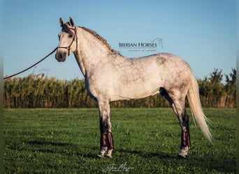 Lusitano, Hengst, 8 Jaar, 158 cm, Schimmel
